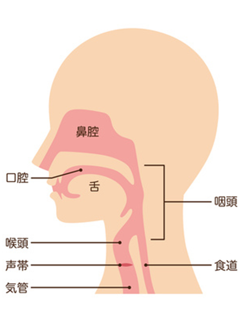 よくある「のど」の病気について